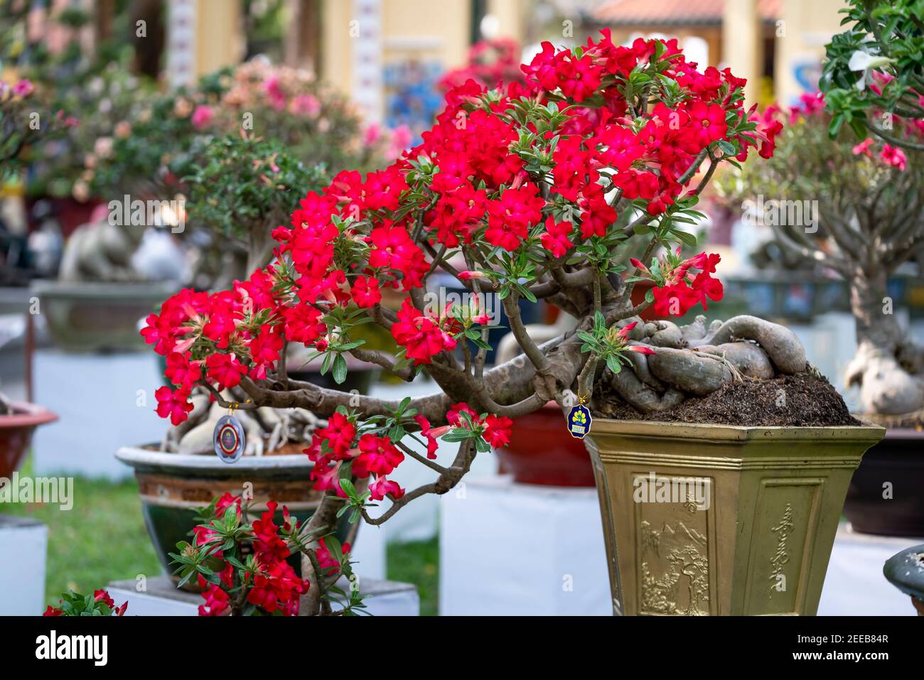 HCM City, Vietnam - 14 février 2021 : image des pots de fleurs d'adenium présentée lors d'un concours de fleurs dans le parc Tao Dan pendant le nouvel an lunaire 2021 Banque D'Images