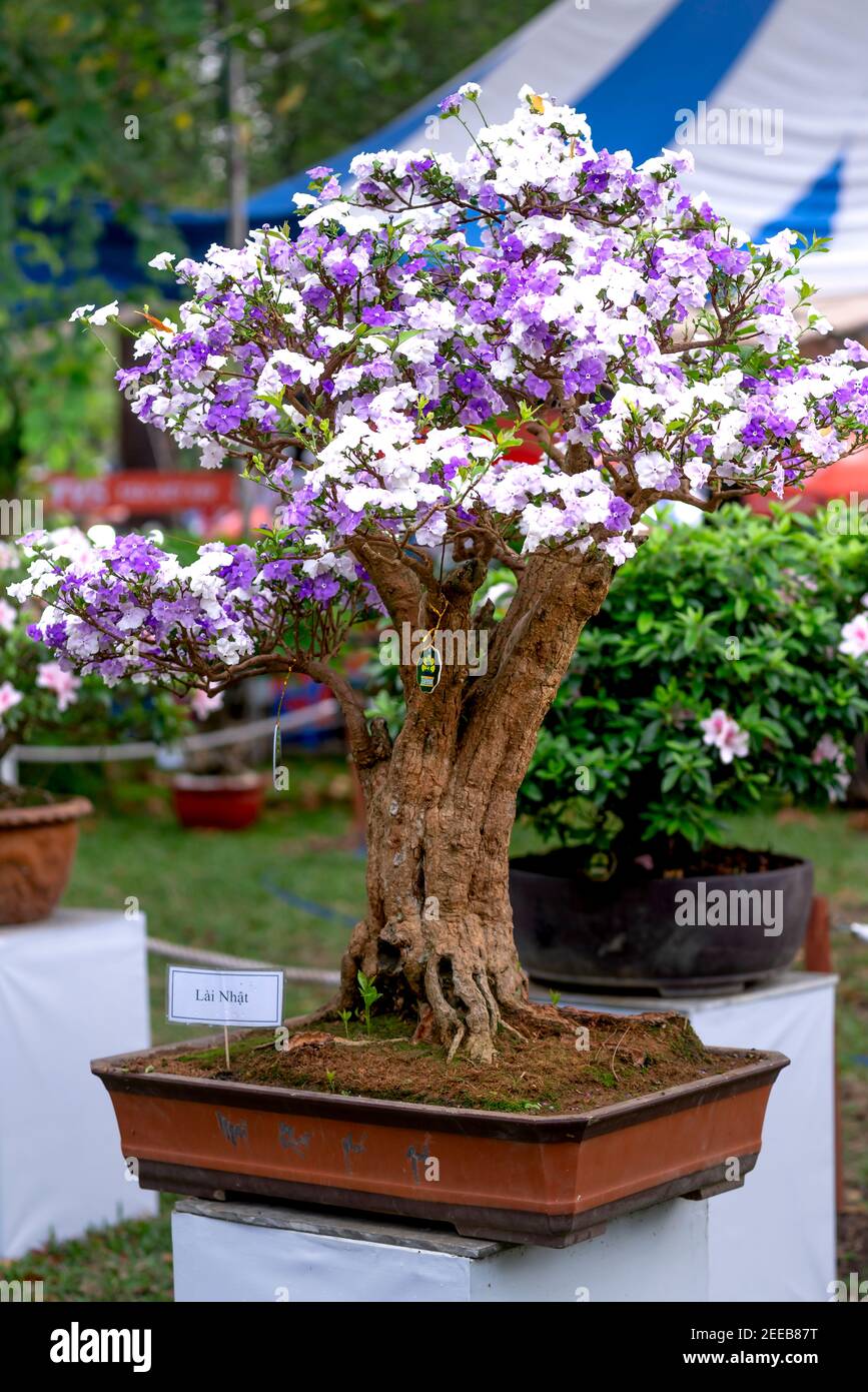 HCM City, Vietnam - 14 février 2021 : image des pots de fleurs d'adenium présentée lors d'un concours de fleurs dans le parc Tao Dan pendant le nouvel an lunaire 2021 Banque D'Images