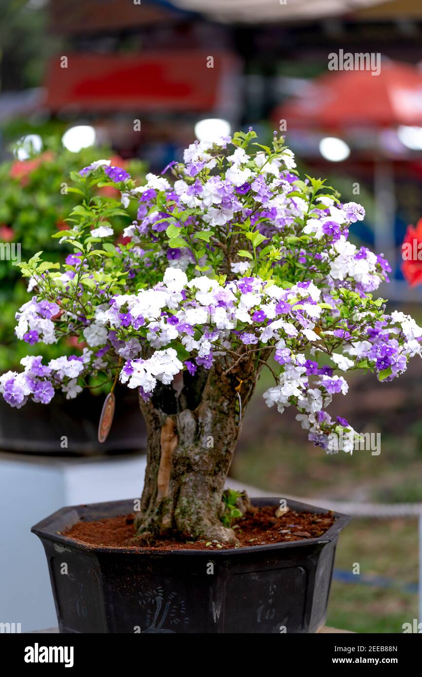 HCM City, Vietnam - 14 février 2021 : image des pots de fleurs d'adenium présentée lors d'un concours de fleurs dans le parc Tao Dan pendant le nouvel an lunaire 2021 Banque D'Images