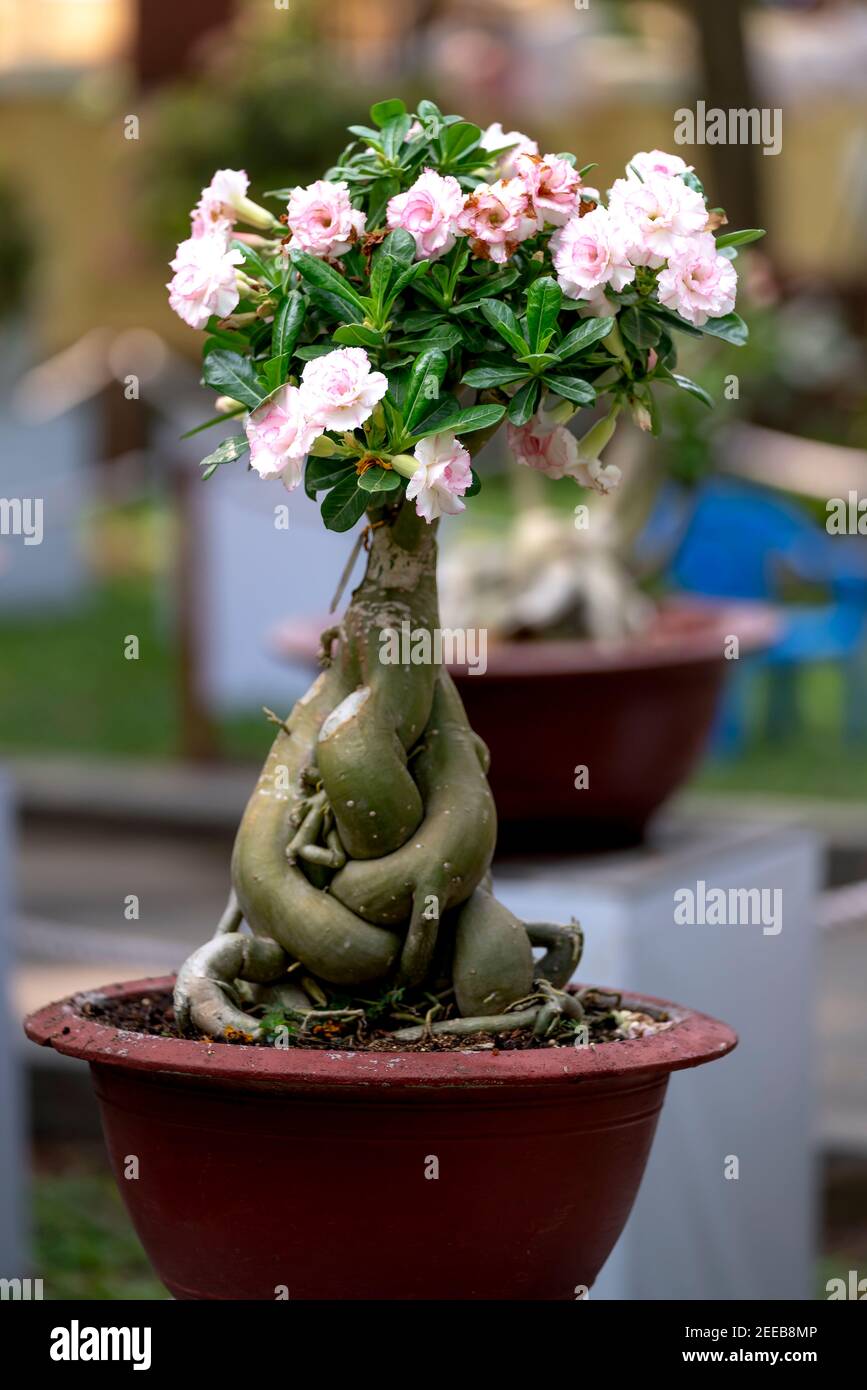 HCM City, Vietnam - 14 février 2021 : image des pots de fleurs d'adenium présentée lors d'un concours de fleurs dans le parc Tao Dan pendant le nouvel an lunaire 2021 Banque D'Images