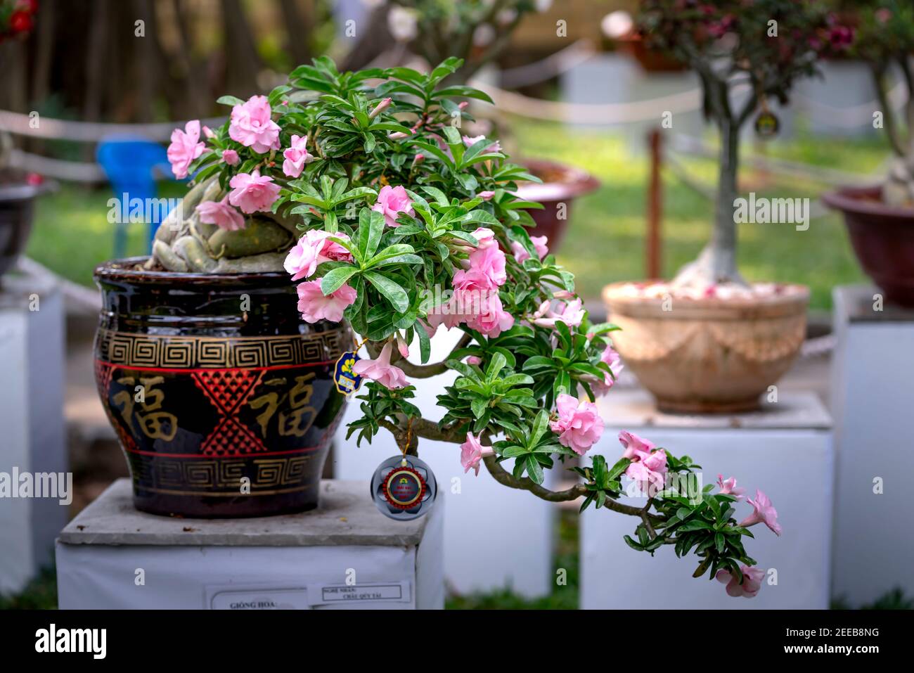 HCM City, Vietnam - 14 février 2021 : image des pots de fleurs d'adenium présentée lors d'un concours de fleurs dans le parc Tao Dan pendant le nouvel an lunaire 2021 Banque D'Images
