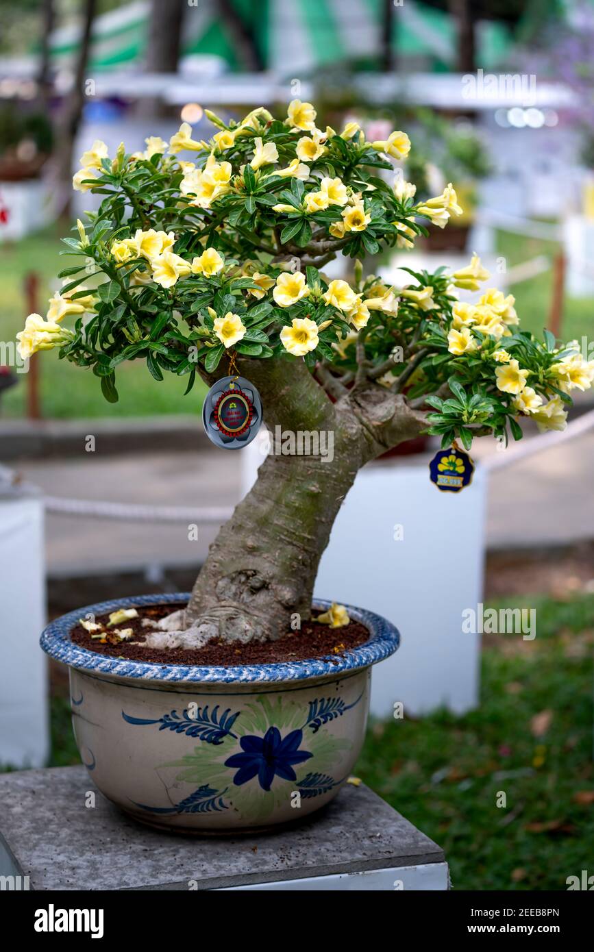 HCM City, Vietnam - 14 février 2021 : image des pots de fleurs d'adenium présentée lors d'un concours de fleurs dans le parc Tao Dan pendant le nouvel an lunaire 2021 Banque D'Images