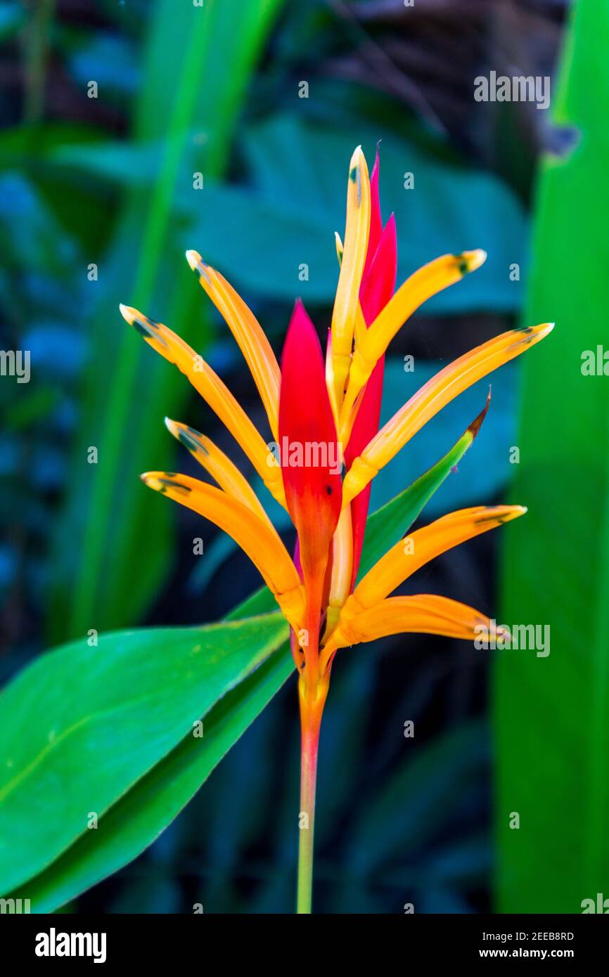 Pétales orange, rouge et jaune d'une fleur de claw de homard dans un parc public de Jaco, au Costa Rica. Banque D'Images