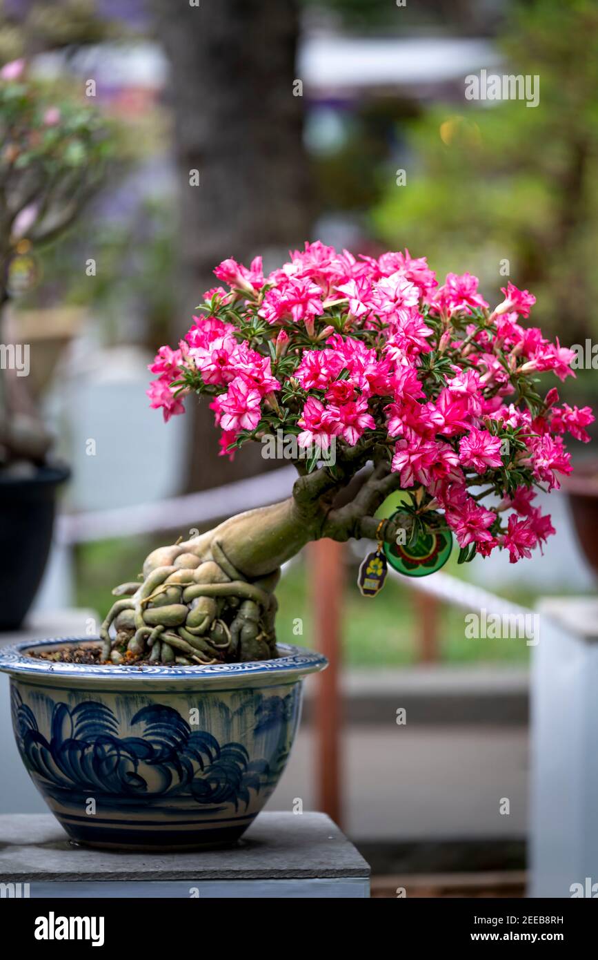 HCM City, Vietnam - 14 février 2021 : image des pots de fleurs d'adenium présentée lors d'un concours de fleurs dans le parc Tao Dan pendant le nouvel an lunaire 2021 Banque D'Images