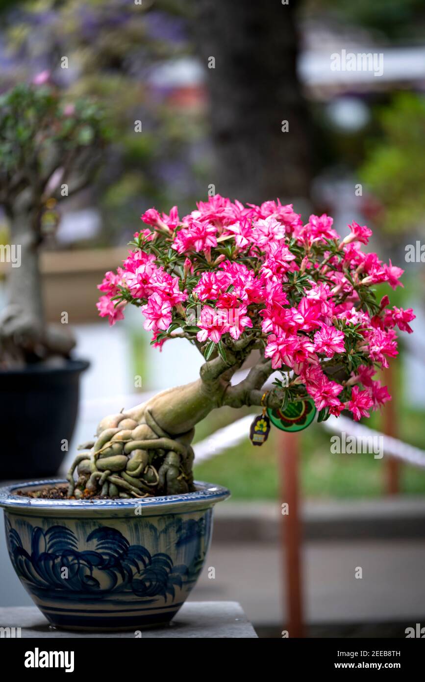 HCM City, Vietnam - 14 février 2021 : image des pots de fleurs d'adenium présentée lors d'un concours de fleurs dans le parc Tao Dan pendant le nouvel an lunaire 2021 Banque D'Images