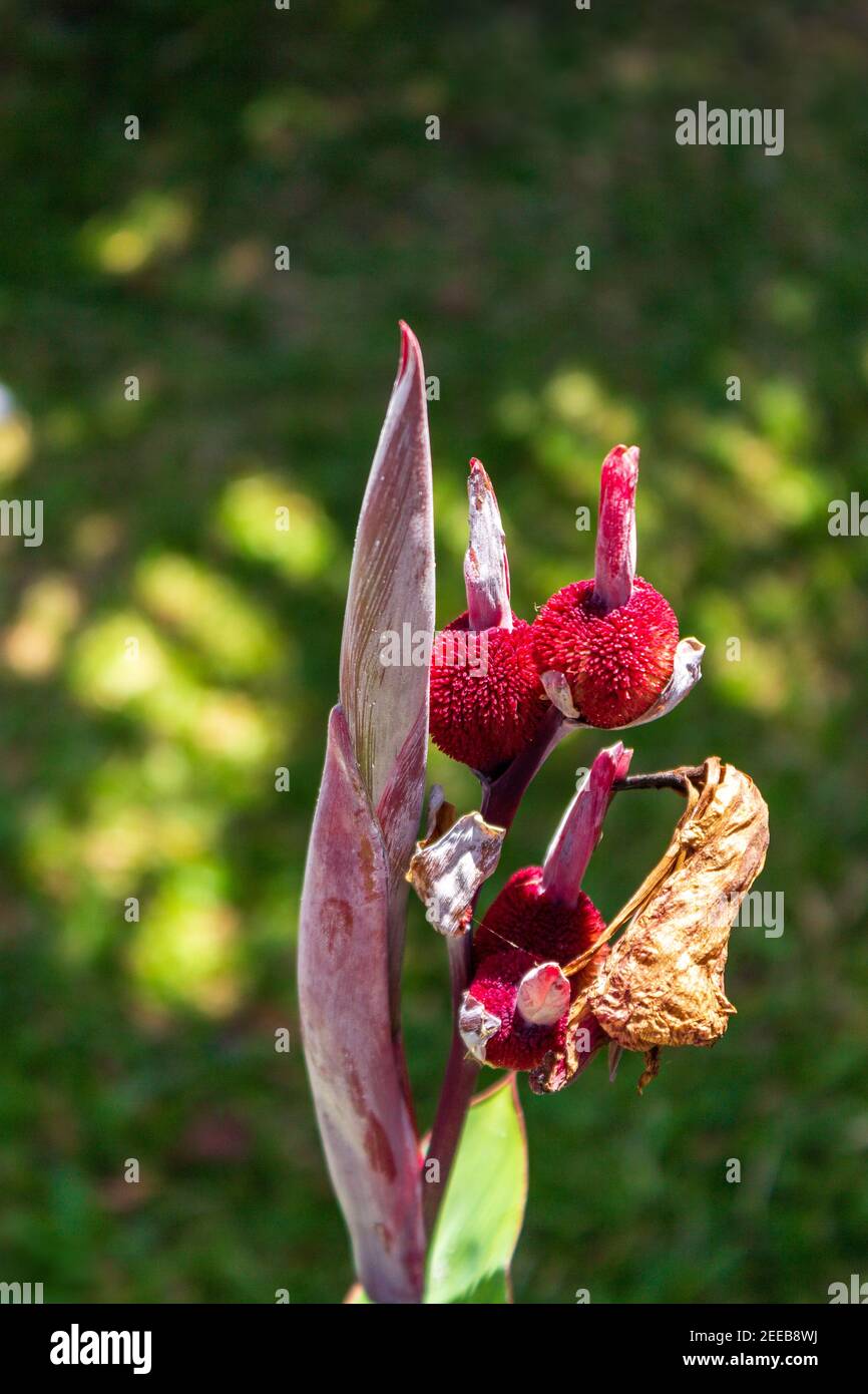 Formation de gousses de graines d'un Lily de Canna après que la floraison s'est estompée, un autre ensemble de fleurs se prépare à s'ouvrir. Banque D'Images