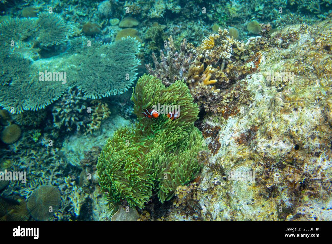 Paysage sous-marin avec récif de corail et clownfish orange. Poisson clown dans l'anémone. Plongée en apnée ou plongée sous-marine tropicale. Faune sous-marine. Plat corail Banque D'Images