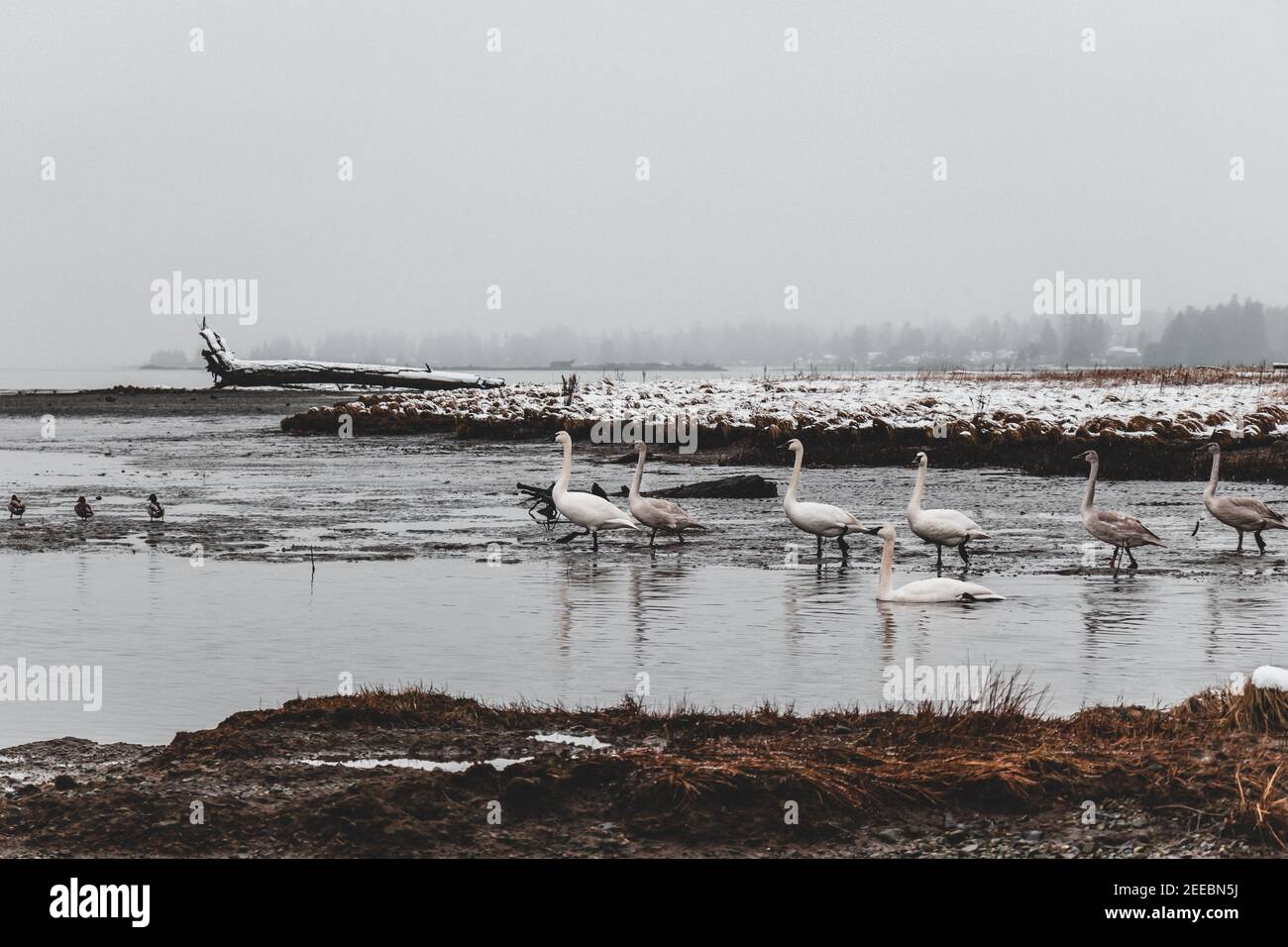 Groupe de cygnes au port de Comox pendant la tempête hivernale avec de la neige en arrière-plan. Aspect grain vintage. Banque D'Images