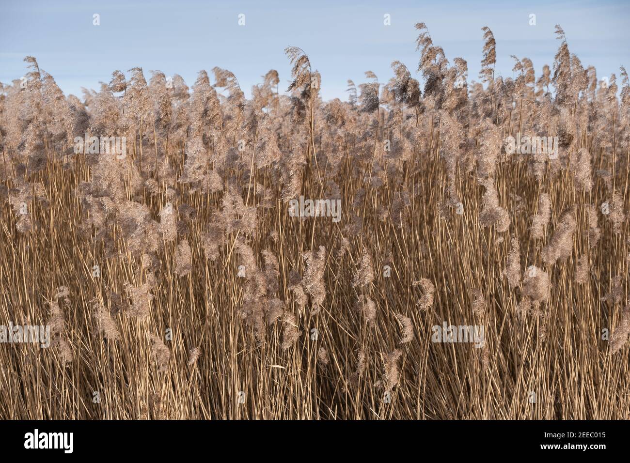 Belle et sereine, avec ses roseaux au soleil et son ciel bleu Banque D'Images