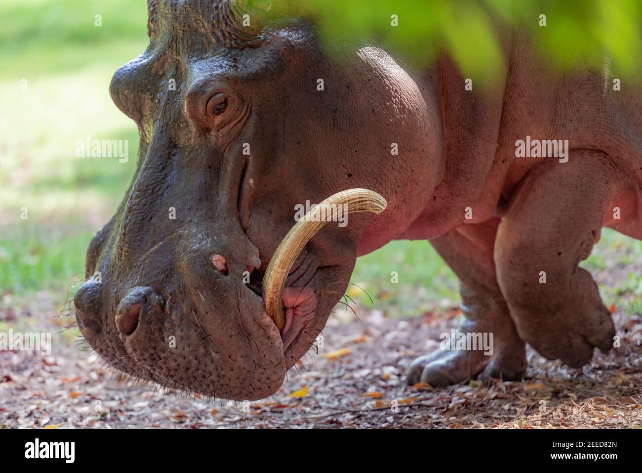 Un gros plan d'une face Hippos Banque D'Images