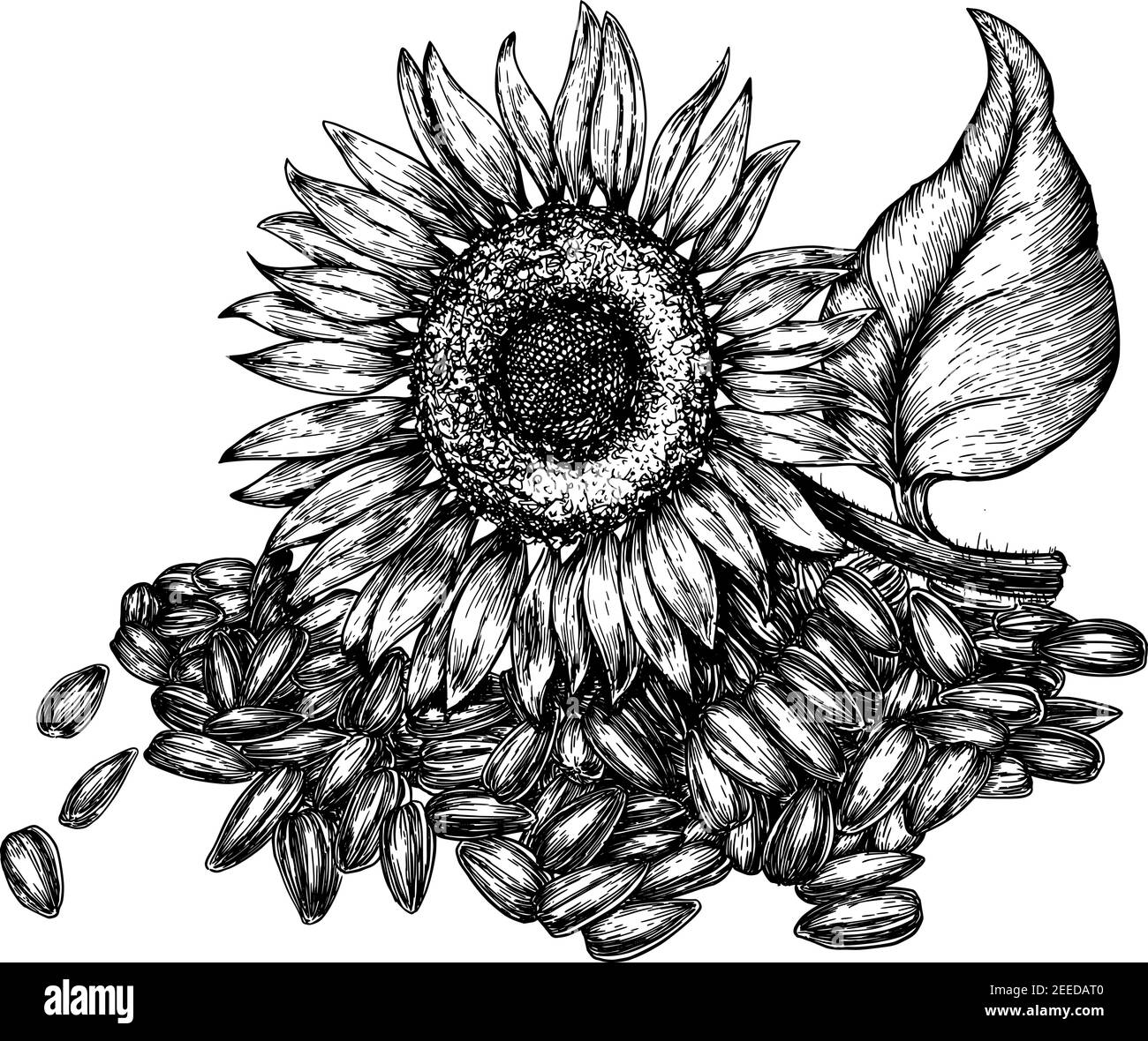 Tournesol et graines. Illustration gravée vintage. Tournesol isolé . Illustration vectorielle Illustration de Vecteur