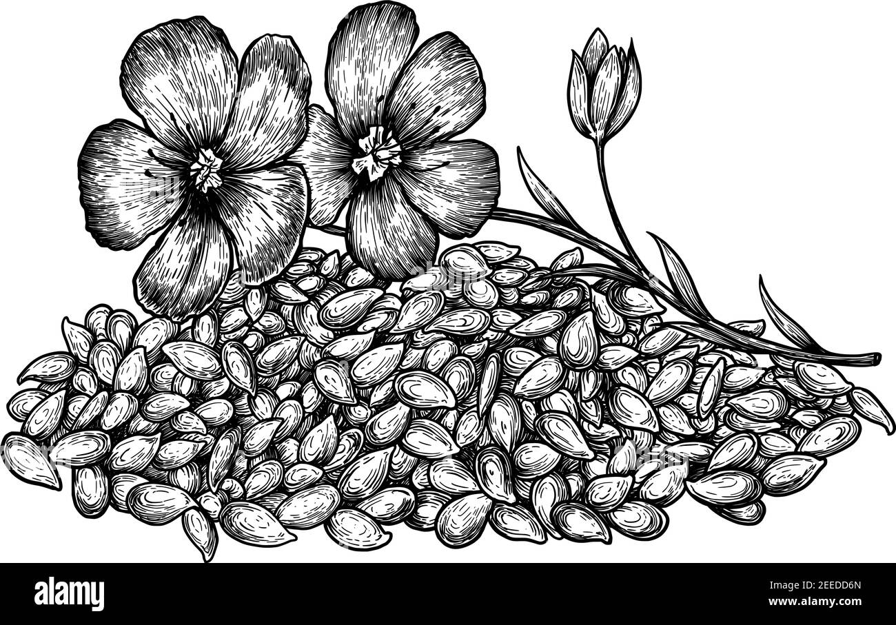 Fleurs et graines de lin dessinées à la main. Croquis dessinés à la main illustration vectorielle sur fond blanc dans le style vintage. Illustration de Vecteur