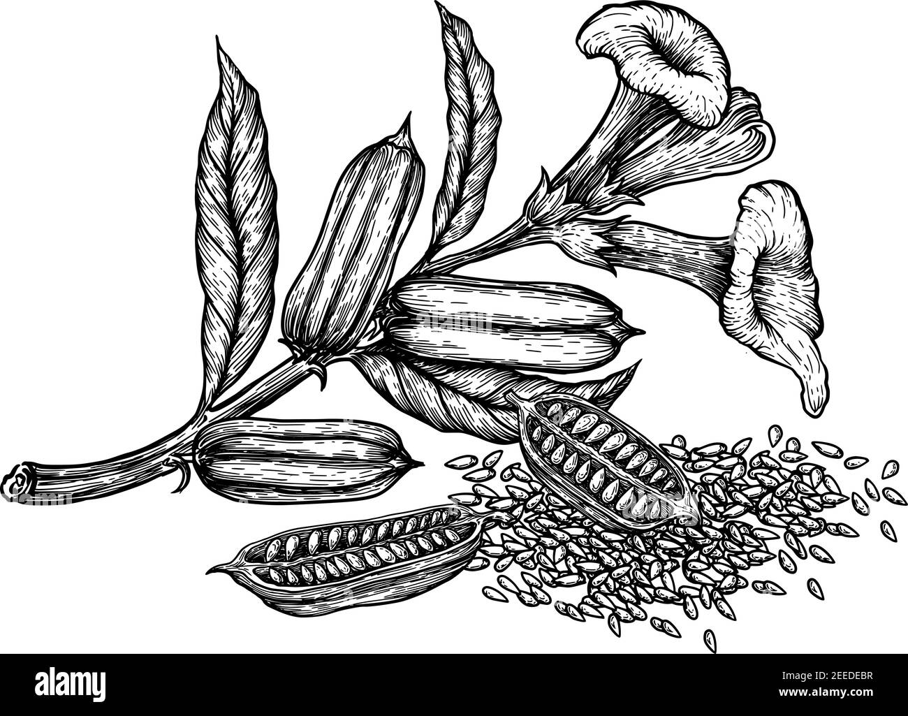 Graines de sésame, fruits, fleurs. Croquis dessinés à la main illustration vectorielle sur fond blanc dans le style vintage. Illustration de Vecteur