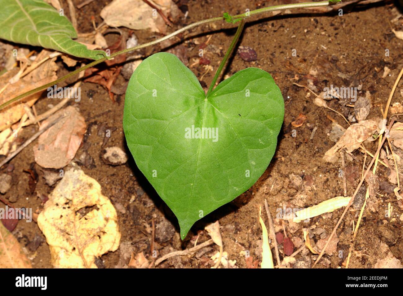 Fond de motif de feuilles vertes en forme de coeur avec vigne, inde-Asie Banque D'Images