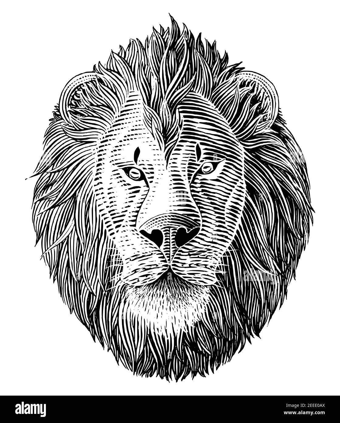 La main de tête de lion dessin vintage gravure illustration noir et clip art blanc isolé sur fond blanc Illustration de Vecteur