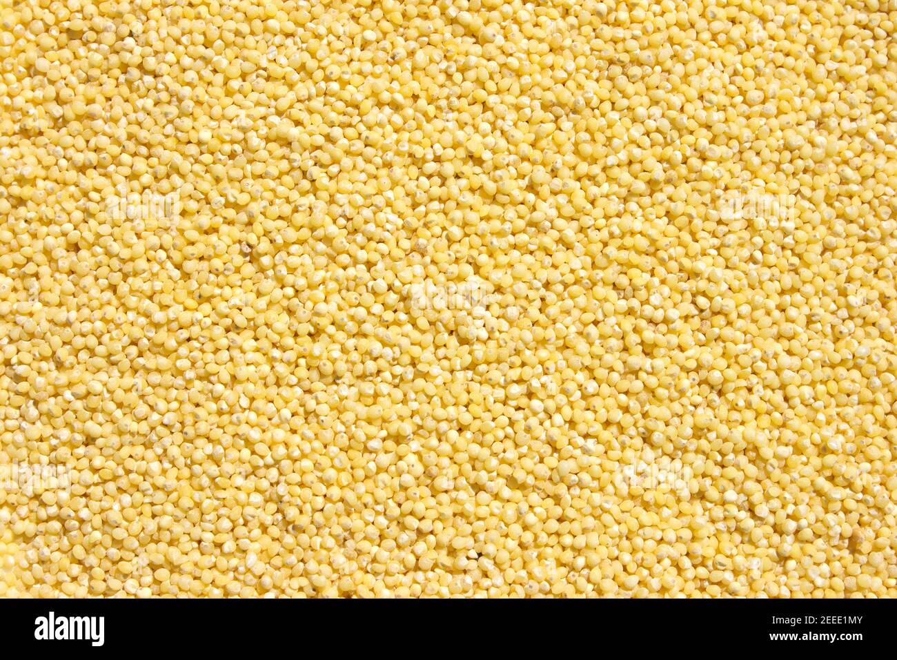 Arrière-plan de millet jaune Banque D'Images