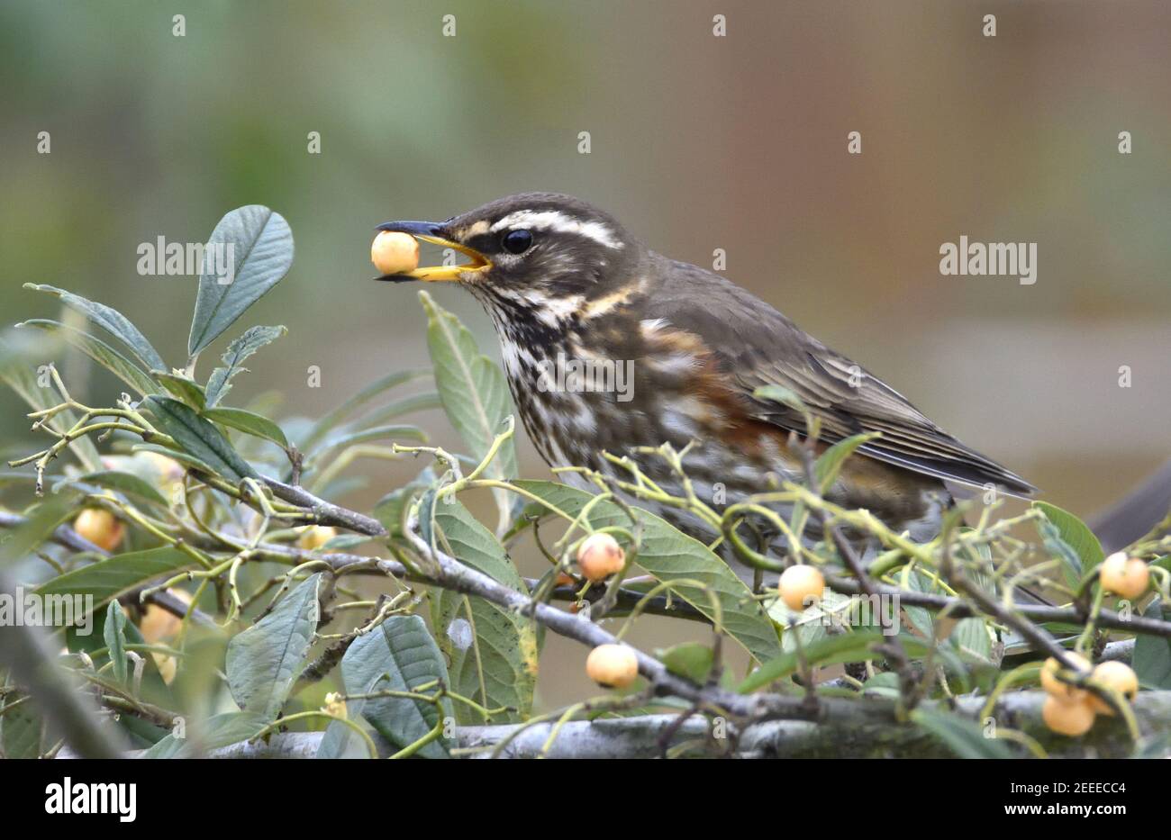 Redwing (Turdus iliacus) se nourrissant de baies de Cotoneaster dans un jardin en hiver. Kent, Royaume-Uni (février 2021) Banque D'Images