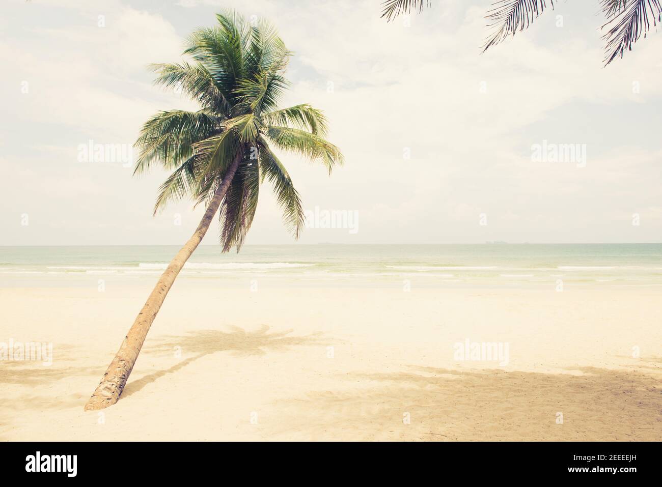Beau palmier à noix de coco en été à la plage de Thung Wua Laen, Chumphon, Thaïlande - filtre de tons vintage Banque D'Images