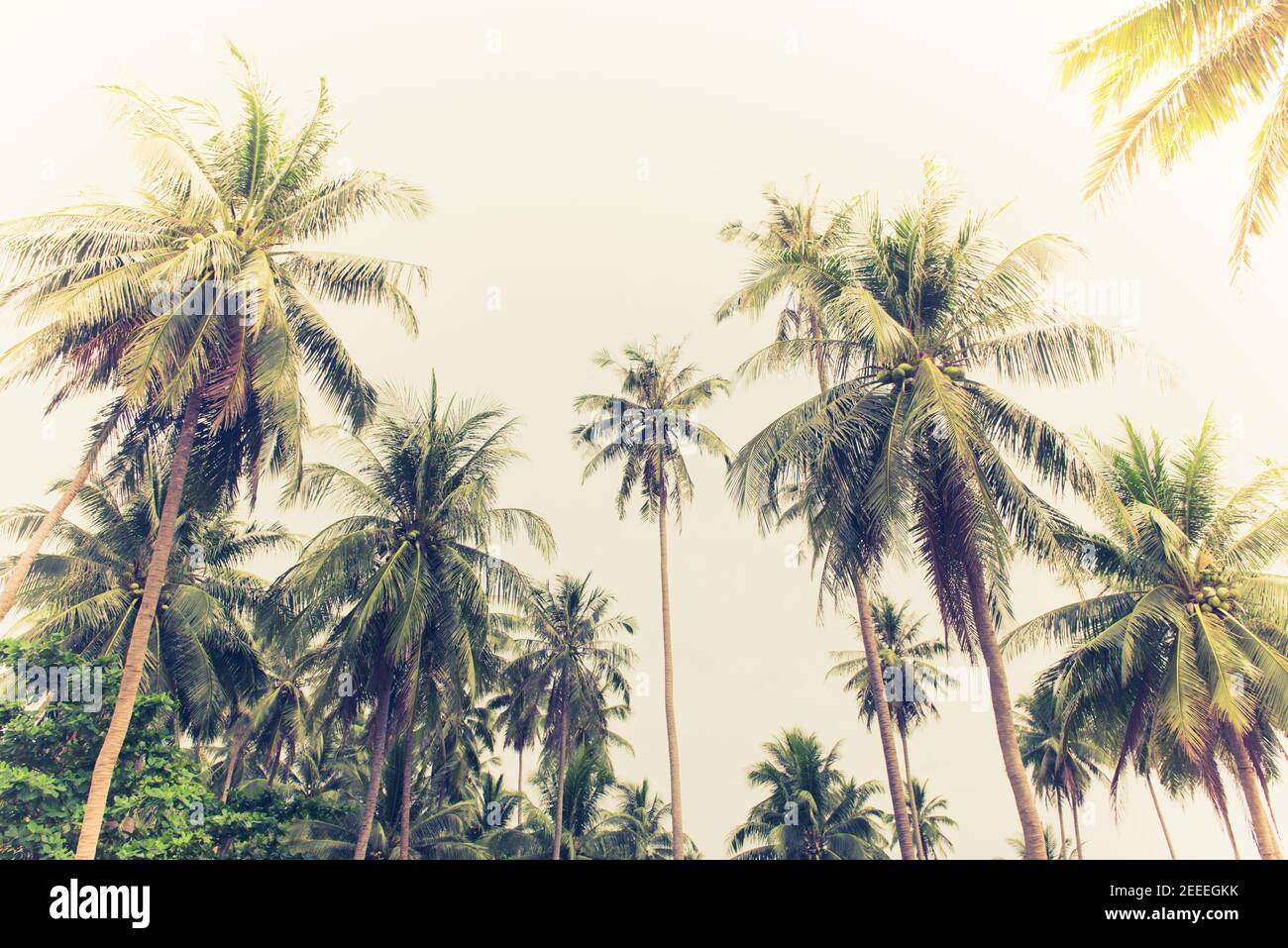 Palmiers à noix de coco vert naturel sur l'île tropicale en été - regardant l'angle, filtre de tons vintage Banque D'Images