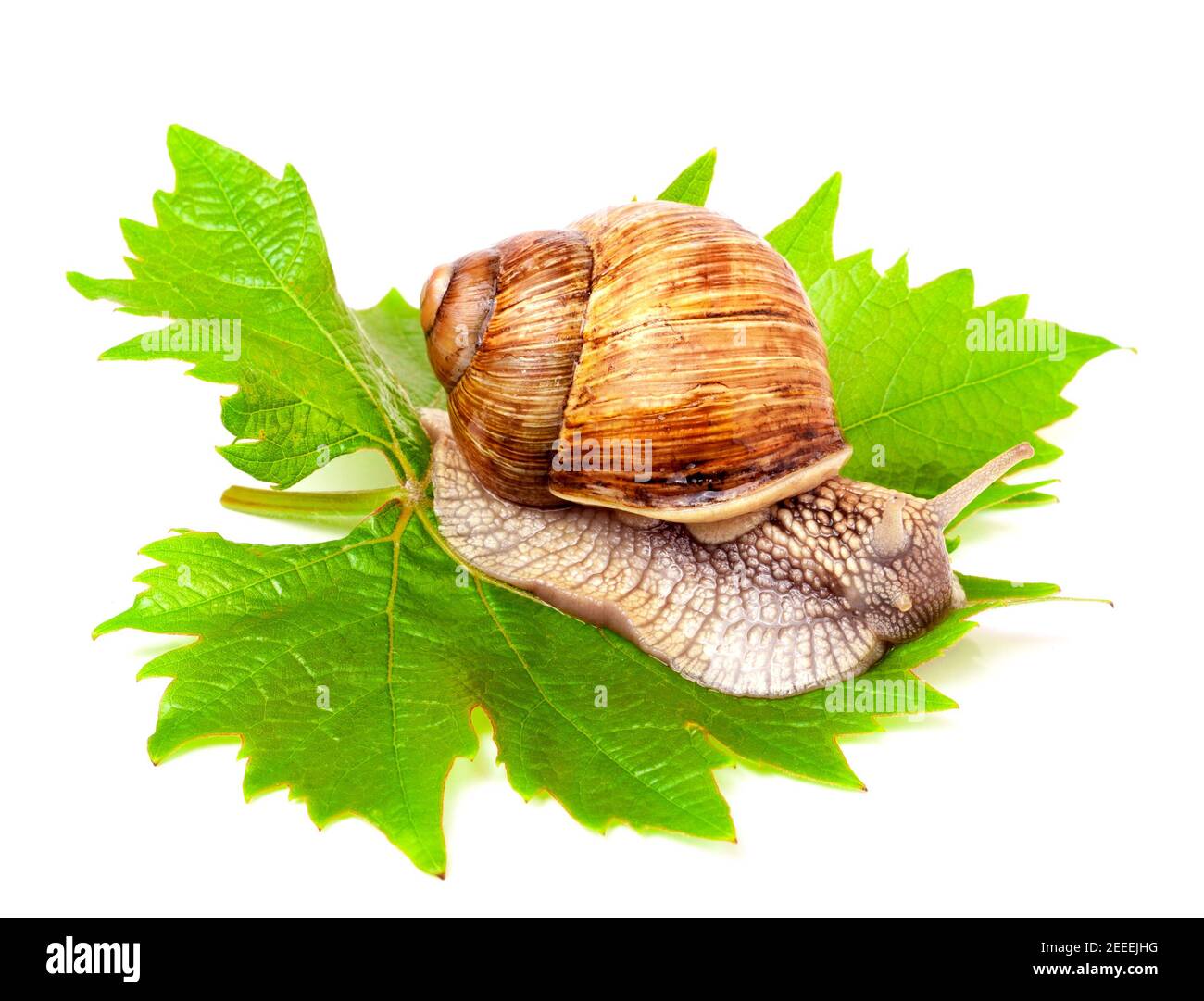 escargot rampant sur le fond blanc de la feuille de raisin Banque D'Images escargot rampant sur le fond blanc de la feuille de raisin Banque D'Images