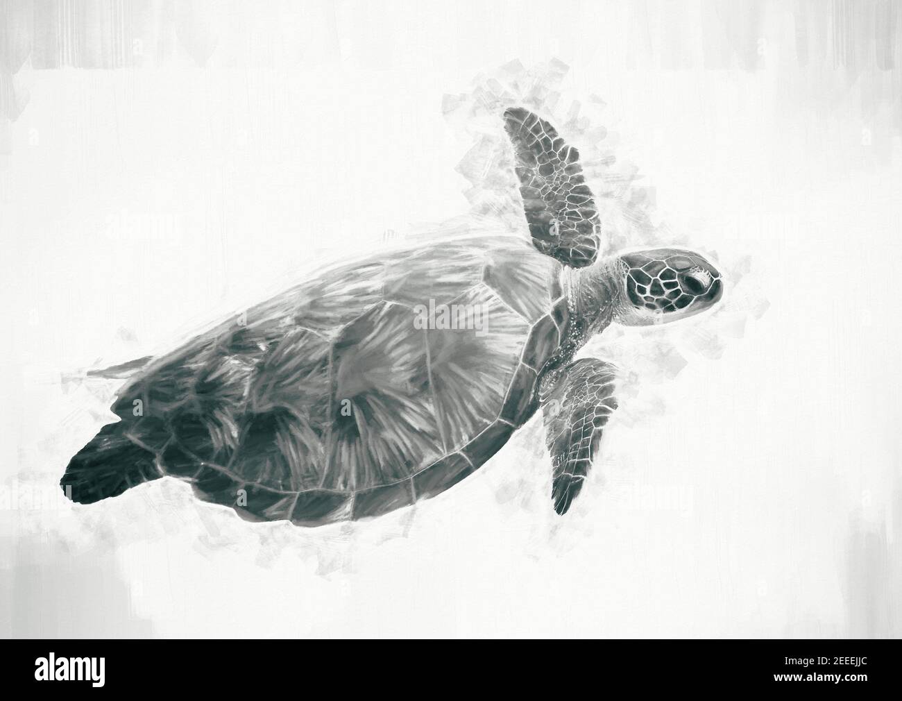 Illustration numérique de tortue de mer, noir et blanc. Tortue verte ...