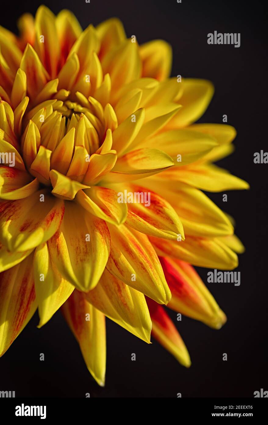 Photo macro fleur dahlia jaune sur fond noir. Gros plan. Recadrage vertical. Banque D'Images