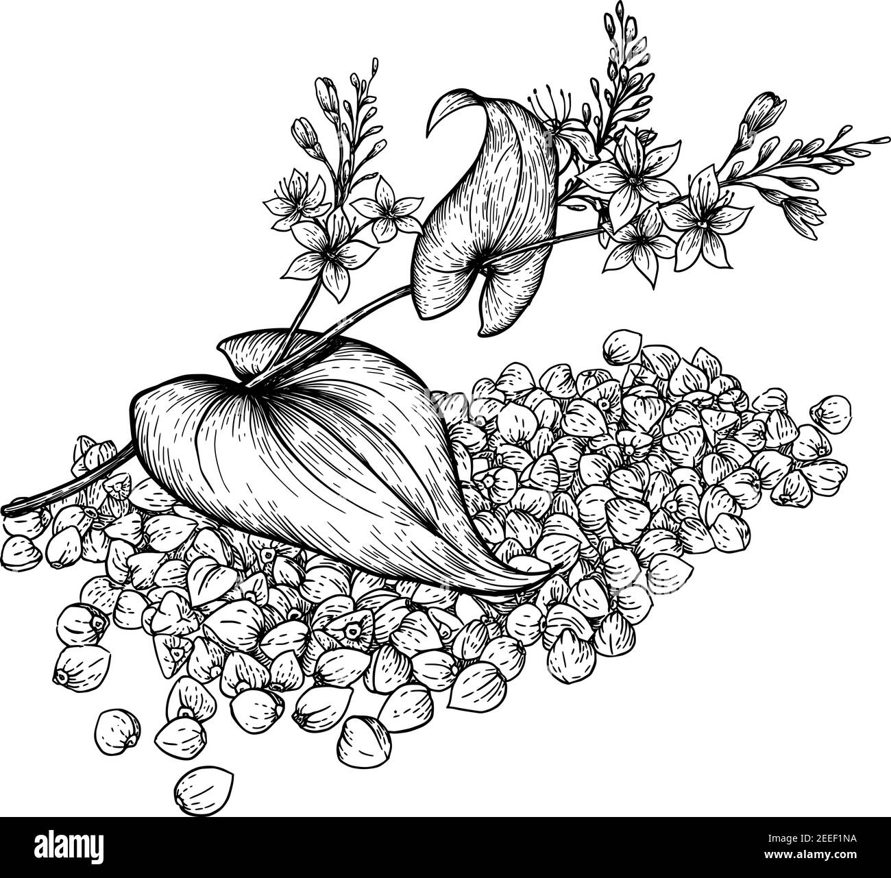 Plante et graines de sarrasin. Illustration dessinée à la main d'une plante de sarrasin avec des fleurs sur fond blanc. Style de dessin de gravure. Illustration vectorielle. Illustration de Vecteur