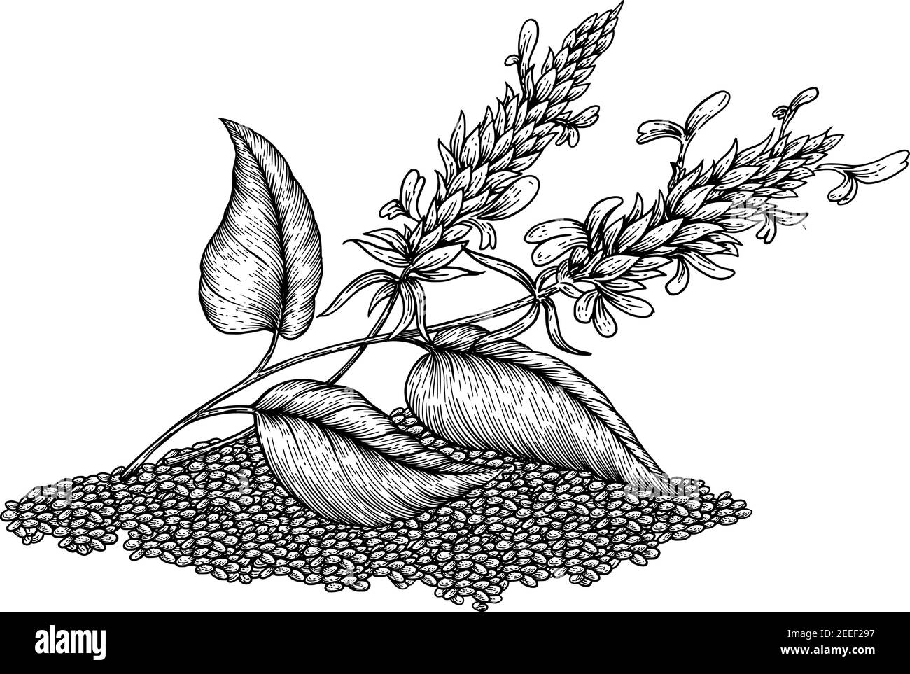 Chia plante et graines. Super-alimentation. Illustration vectorielle dessinée à la main d'une plante de sarrasin avec des fleurs sur fond blanc. Illustration de Vecteur