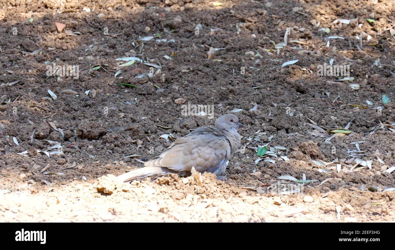 L'oiseau de Dove à col eurasien se dresse et dormir sur le sol a l'air très beau. Banque D'Images