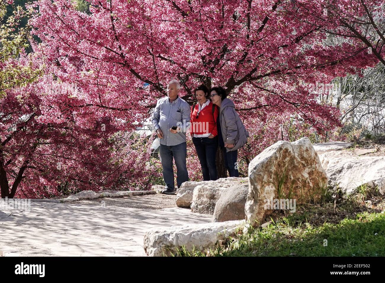 Jérusalem, Israël. 16 février 2021. Les cerisiers en fleurs japonais Sakura, de l'espèce Prunus campanulata, fleurissent dans les jardins botaniques de l'Université hébraïque, coïncidant avec la réouverture après verrouillage. Crédit : NIR Amon/Alamy Live News Banque D'Images