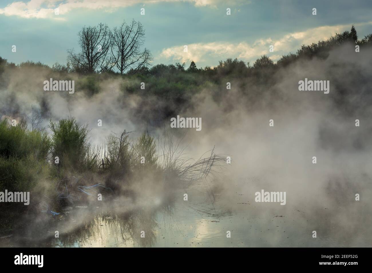 Un lac géothermique chaud à la vapeur entouré de plantes. Kuirau Park, Rotorua, Nouvelle-Zélande Banque D'Images