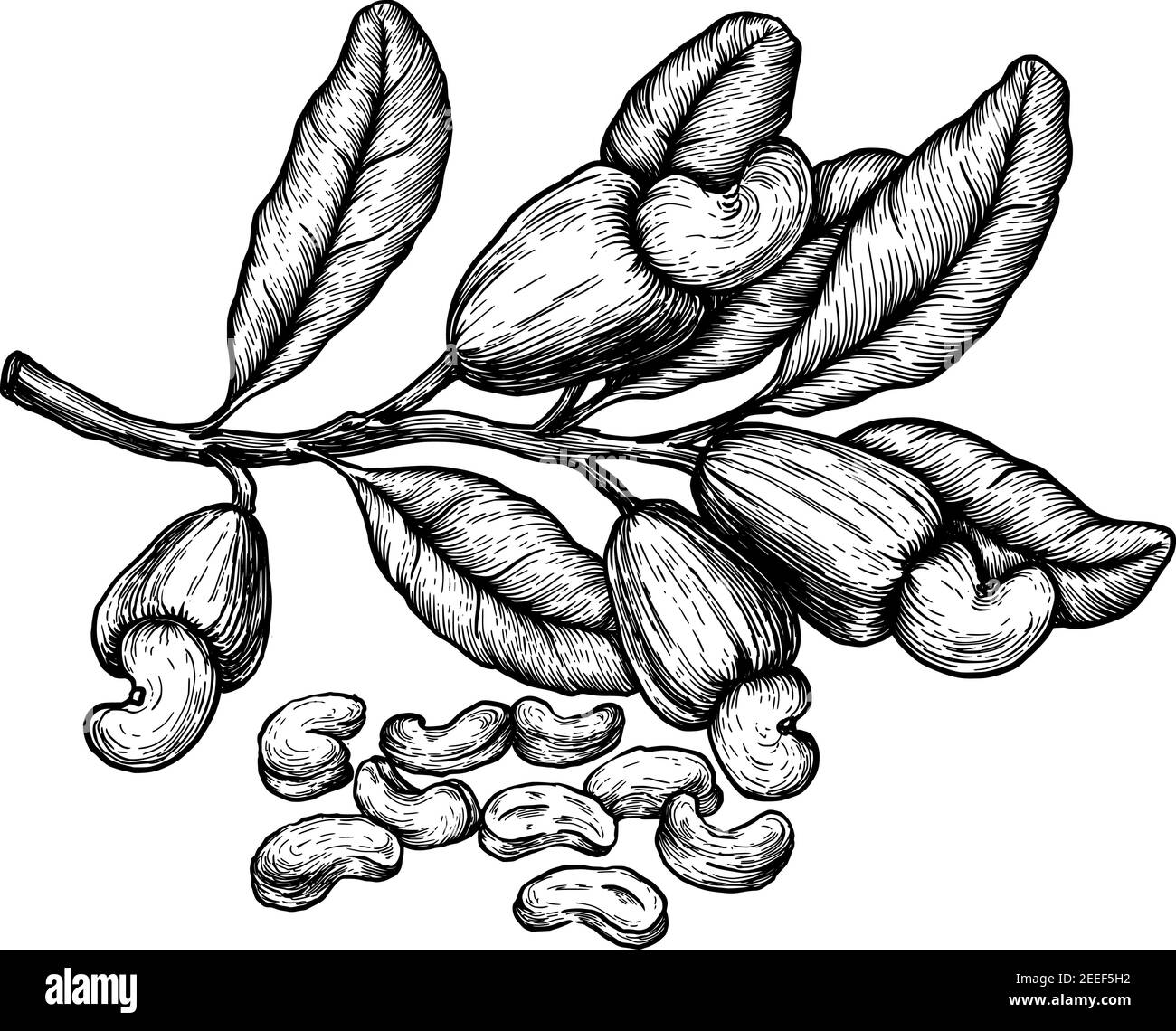 Noix et noix de cajou. Esquisse à l'encre. Illustration vectorielle dessinée à la main. Isolé sur fond blanc. Style rétro. Illustration vectorielle EPS10 Illustration de Vecteur