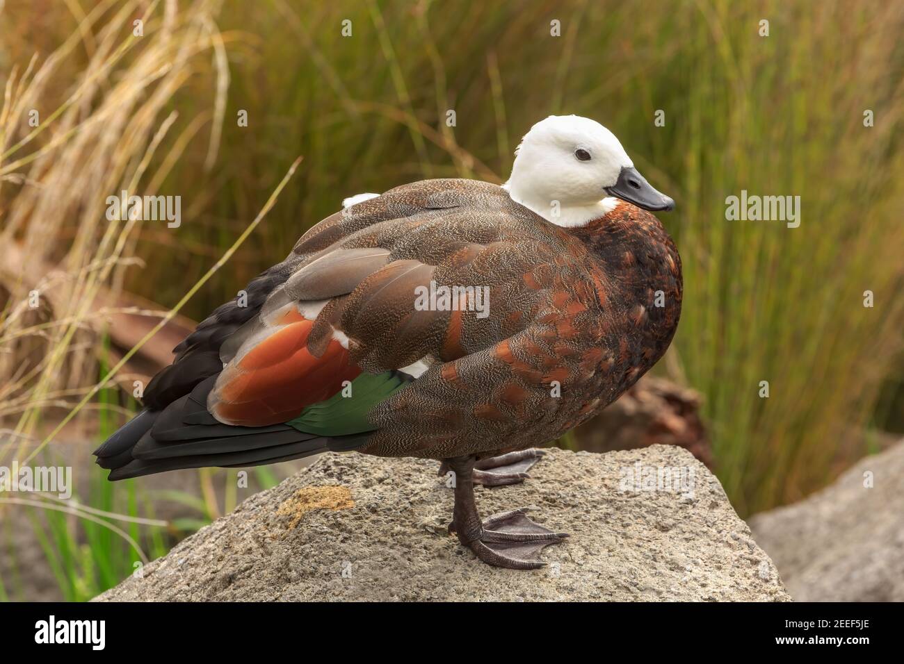 Un refuge paradisiaque, une grande race colorée de canard originaire de Nouvelle-Zélande Banque D'Images