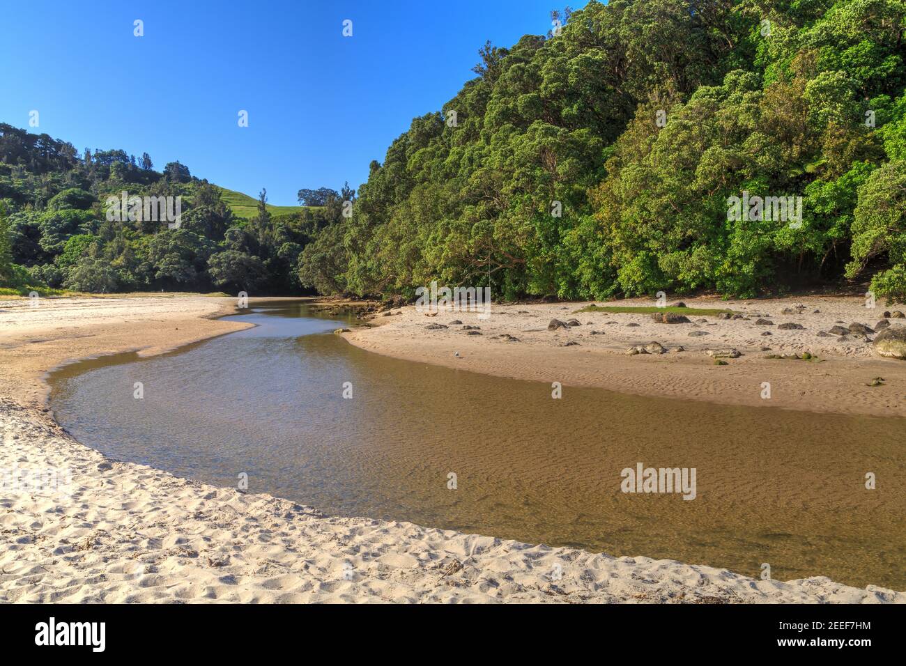 Un ruisseau coule de la forêt et descend une plage jusqu'à l'océan à Whiritoa sur la péninsule de Coromandel, en Nouvelle-Zélande Banque D'Images