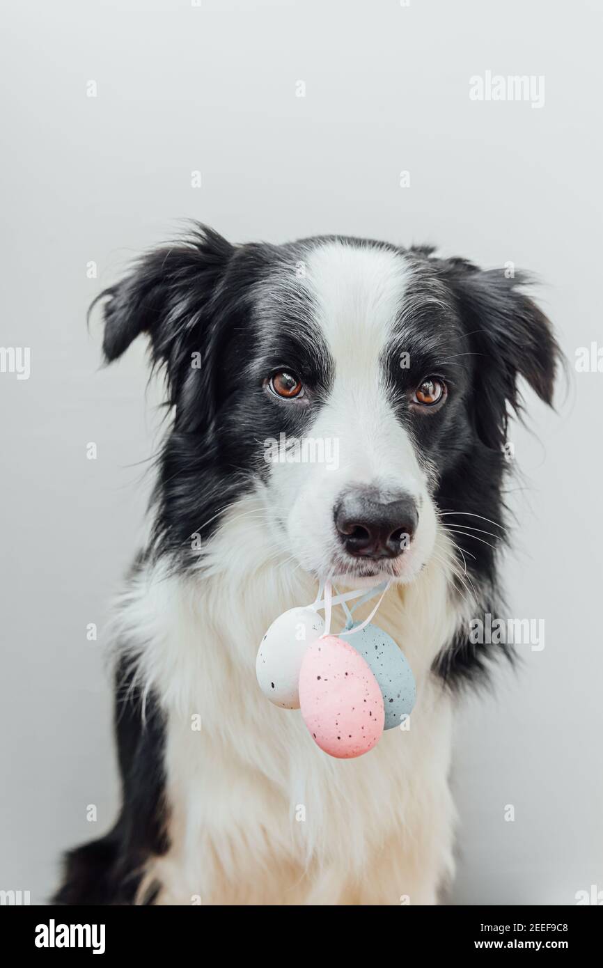 Concept joyeuses Pâques. Préparation pour les vacances. Joli chien bordure collie tenant Pâques oeufs colorés dans la bouche isolée sur fond blanc. Ressort Banque D'Images