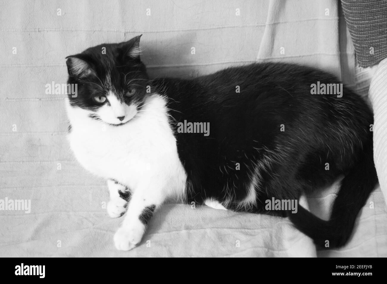 Parvovirus Banque De Photographies Et D Images A Haute Resolution Alamy