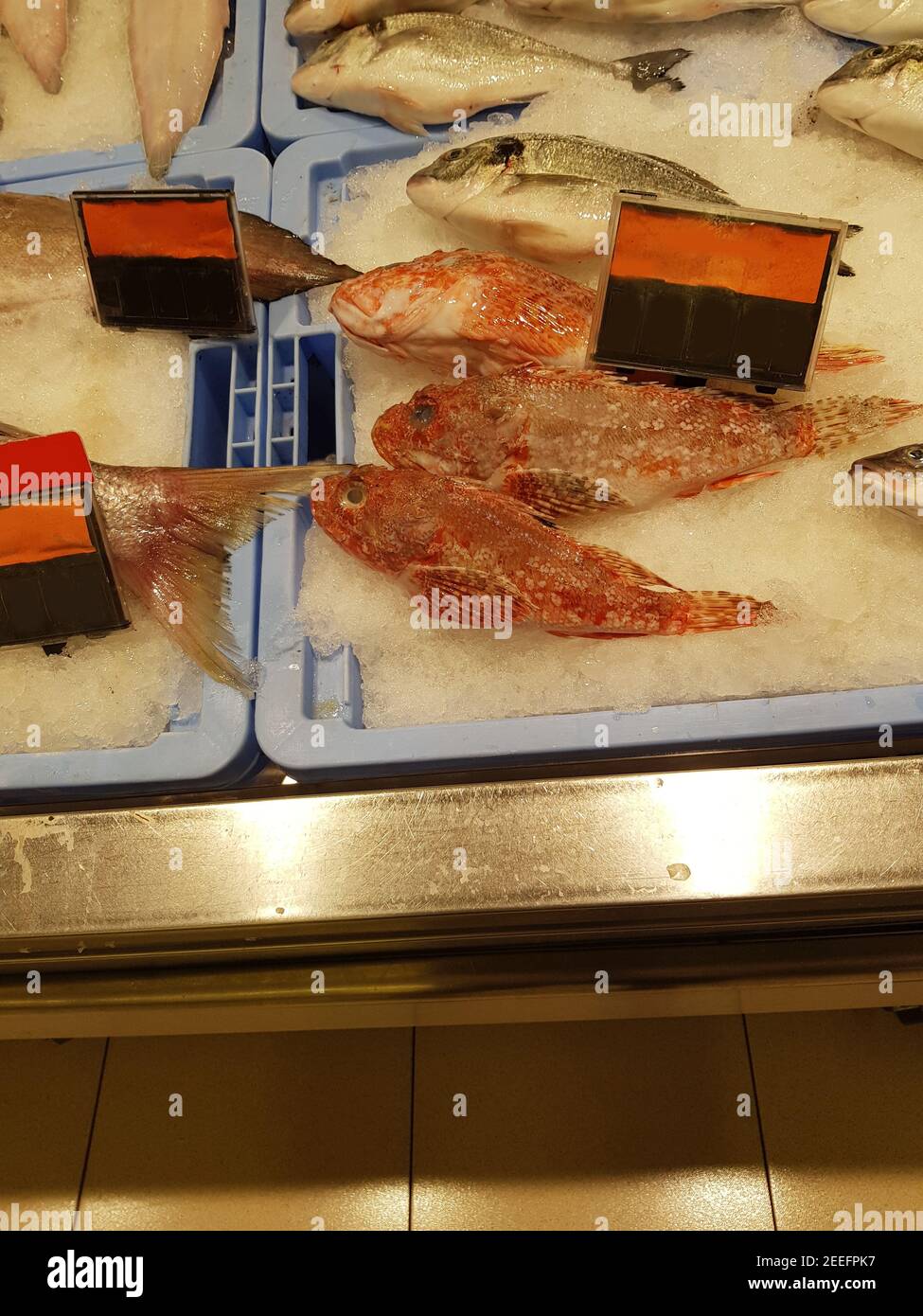 Poisson frais au marché aux poissons dans le port de Malaga. Poisson fraîchement pêché sur la glace. Banque D'Images