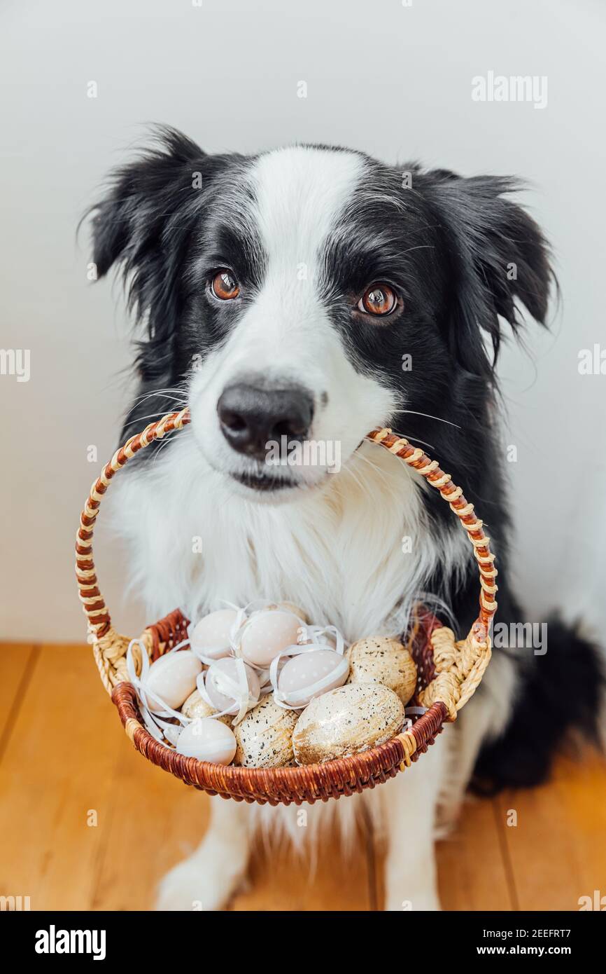 Concept joyeuses Pâques. Préparation pour les vacances. Joli chien bordure collie porte-panier avec oeufs colorés Pâques dans la bouche sur fond blanc à h Banque D'Images