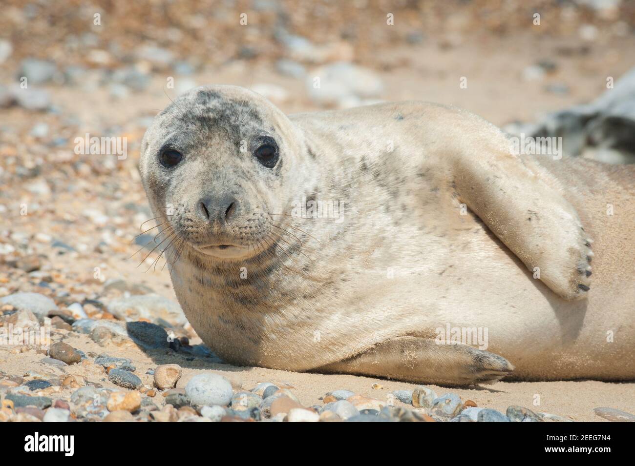 gros plan d'un pup de phoque avec une expression réfléchie basking sur une plage de sable Banque D'Images