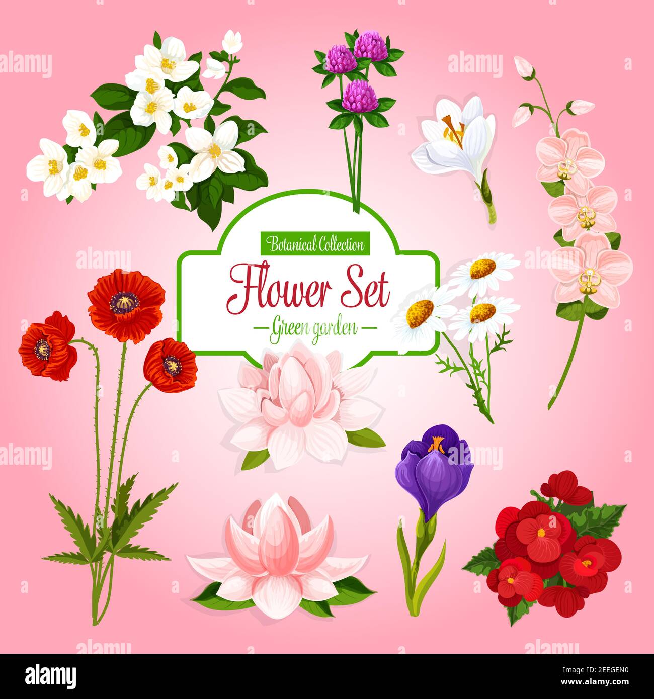 fleurs-de-b-gonia-banque-d-images-vectorielles-alamy