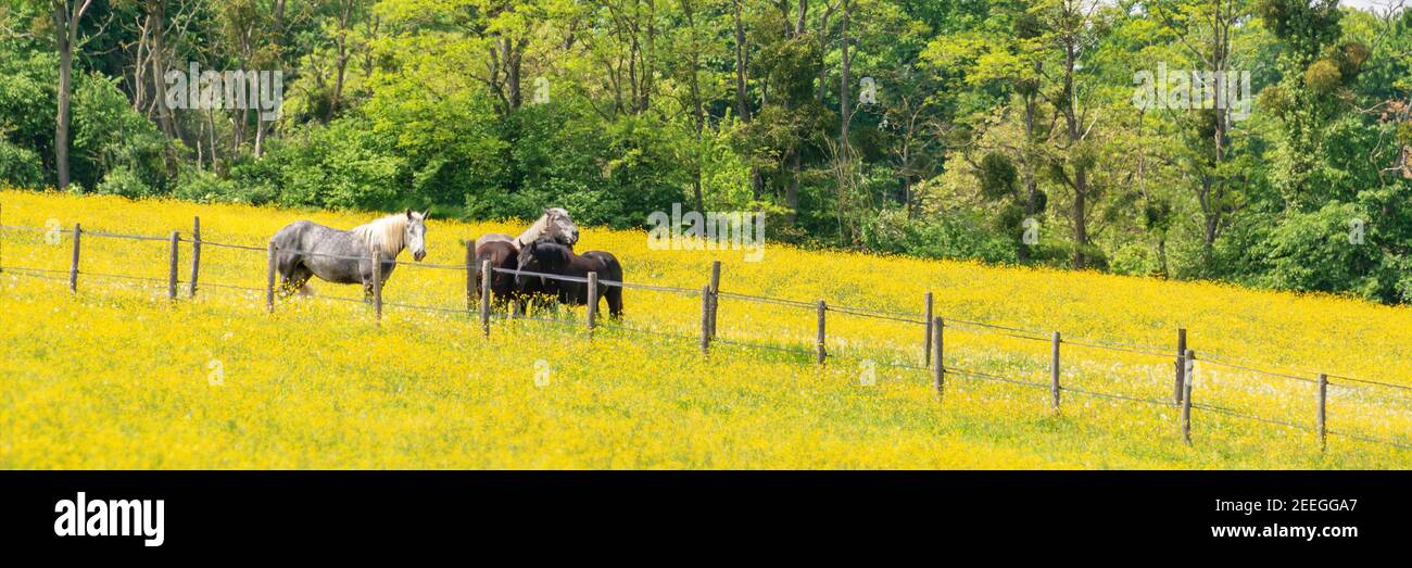 Les chevaux percherons dans un champ de fleurs sauvages jaune dans la province du Perche, France Banque D'Images