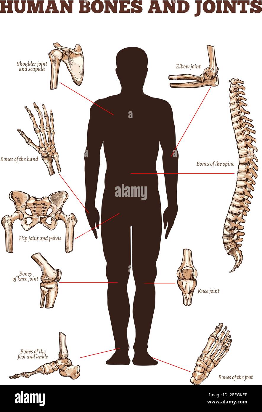 Affiche anatomique médicale vectorielle des os et des articulations humains avec parties du corps squelettique icônes de la colonne vertébrale, de l'épaule et du scapula ou du coude, du bras et de la main poignet avec f Illustration de Vecteur