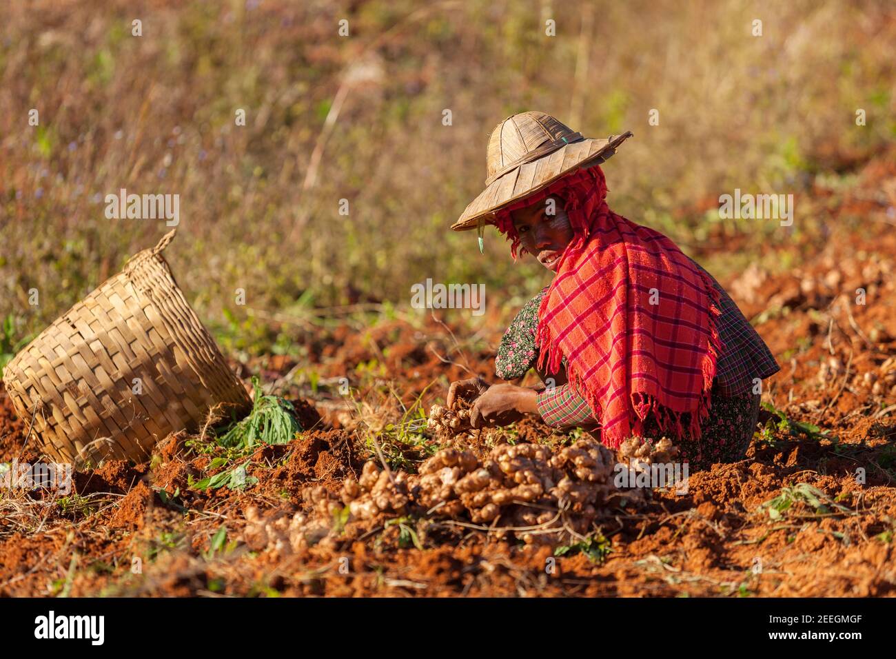 Kalaw, Myanmar - janvier 2018. Femme birmane dans un chapeau de paille traditionnel collectant du gingembre sur le terrain. Banque D'Images