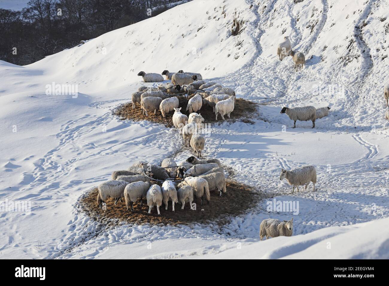 Moutons se nourrissant en hiver, North Pennines, Upper Teesdale, comté de Durham, Royaume-Uni Banque D'Images