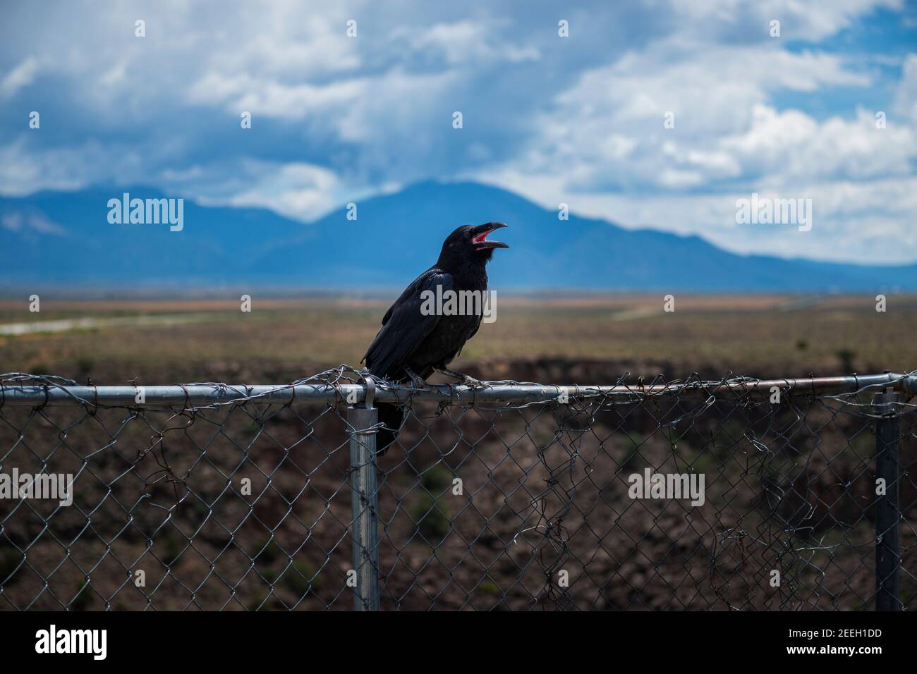 Un corbeau dans une fence près du pont Rio Grande gorge, dans l'État du Nouveau-Mexique, États-Unis Banque D'Images Un corbeau dans une fence près du pont Rio Grande gorge, dans l'État du Nouveau-Mexique, États-Unis Banque D'Images