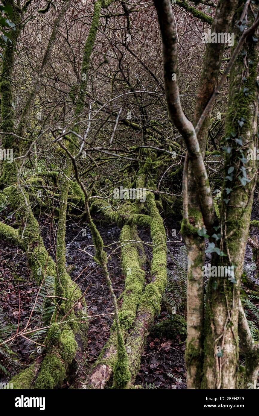 Mousse recouvrant un arbre tombé dans la sous-croissance emmêlée des bois de Metha atmosphériques dans la vallée de Lappa, près de St Newlyn East, dans les Cornouailles. Banque D'Images