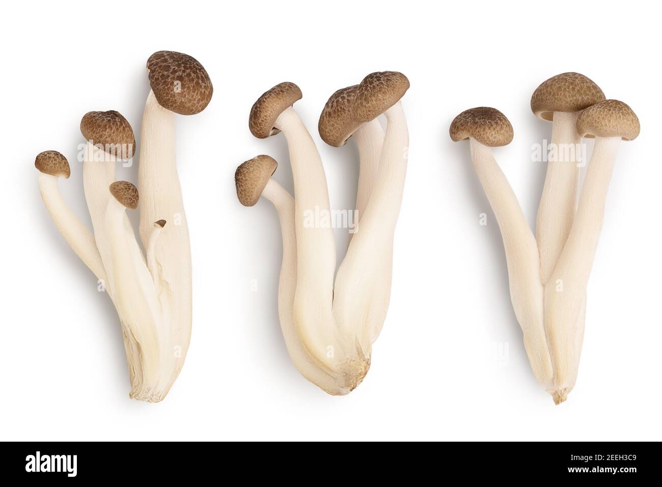 Champignons de hêtre brun ou champignons Shimeji isolés sur fond blanc avec passe-cheveux. Vue de dessus, plan d'appartement. Set ou collection Banque D'Images