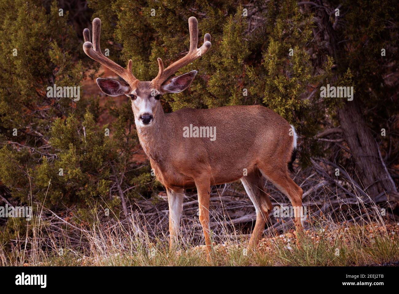 Un cerf mulet au parc national du Grand Canyon, dans l'État de l'Arizona, aux États-Unis Banque D'Images Un cerf mulet au parc national du Grand Canyon, dans l'État de l'Arizona, aux États-Unis Banque D'Images