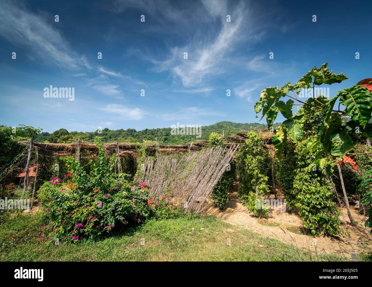 vignes de grains de poivre croissant dans une ferme de poivre biologique dans la province de kampot cambodge Banque D'Images