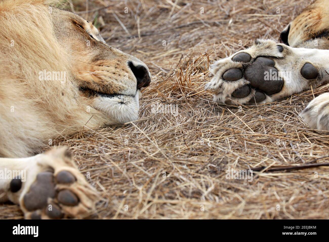 Coussins sur la patte de lion mâle endormi (Panthera leo) . Banque D'Images